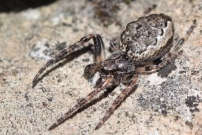 L'peire des fissures, proie d'une femelle pompile. Un mle (Araneae - Araneidae - Nuctenea umbratica)